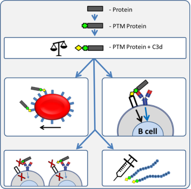 Figure 1. Following the post-translational modification of proteins, the PTM-proteins gain the capacity to activate complement. Depending on the balance between complement activation and complement inhibition the PTM proteins will have a different capacity for in vivo clearance and/or B cell activation. The knowledge obtained will be used to test interventions aimed to break the continuous immune activation by PTM-proteins. In addition the adjuvant effect will be used to boost vaccine responses.