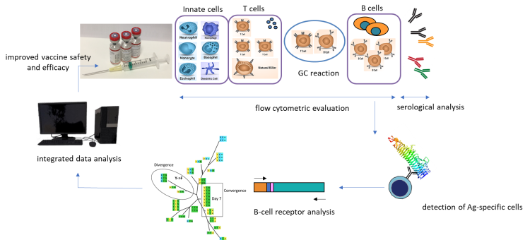 Figure 3. Overview of the research activities in the vaccination research line.