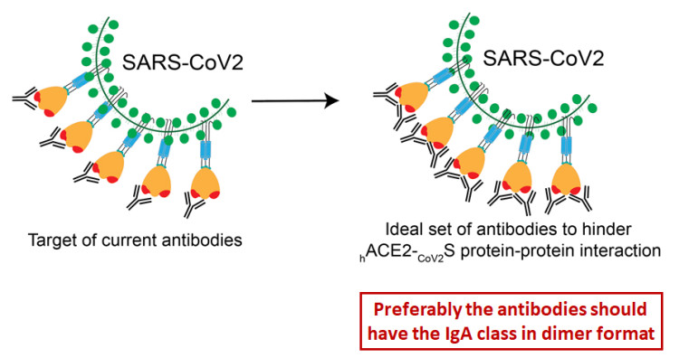 Figure 2. Several different high-affinity antibodies will be needed to block the unusually large and unusually high-affine synapse between the Spike and ACE2 proteins.