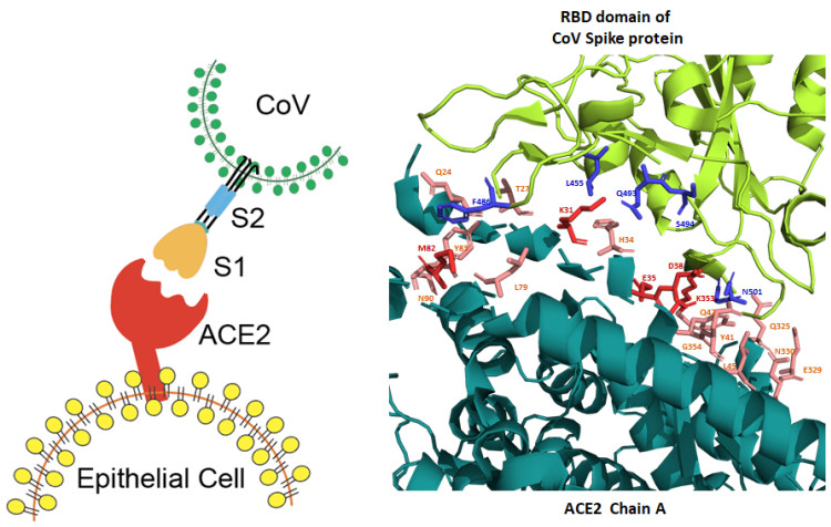 Figure 1. Binding of Spike protein of SARS-CoV2 to nasal and lung epithelial cells. The red and pink sticks are the residues on the Angiotensin-converting enzyme-2 (ACE2) structure are mentioned in 2 different articles to be interacting with the Spike protein. The blue sticks are the residues on CoV Spike proteins.