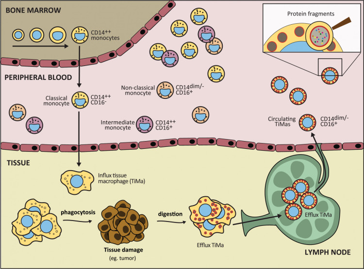 Figure 2. TiMaScan concept.